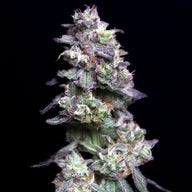 Baked Apple Cherries Feminized Cannabis Seeds By Elev8 Seeds Elev8 Seeds