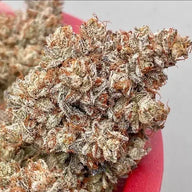 Blitzed Feminized Cannabis Seeds By Elev8 Seeds Elev8 Seeds