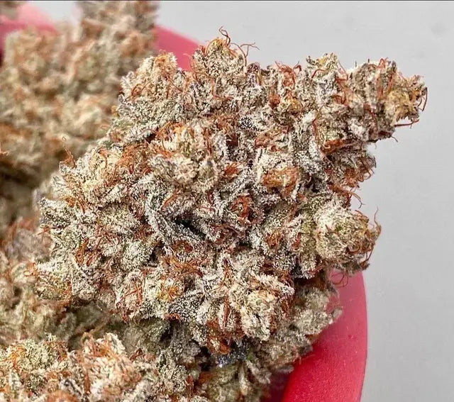 Blitzed Feminized Cannabis Seeds By Elev8 Seeds Elev8 Seeds