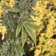 Blitzed Feminized Cannabis Seeds By Elev8 Seeds Elev8 Seeds