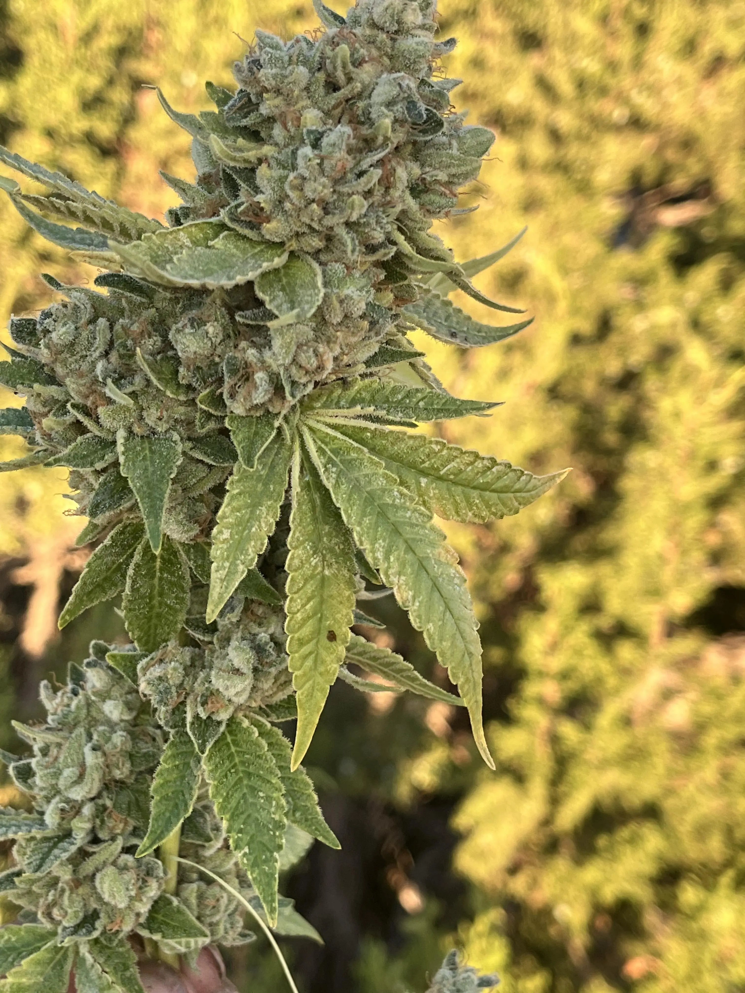 Blitzed Feminized Cannabis Seeds By Elev8 Seeds Elev8 Seeds