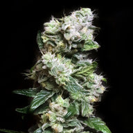 Blunt Bombs Feminized Cannabis Seeds By Elev8 Seeds Elev8 Seeds