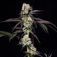 Cap'n Kush Feminized Cannabis Seeds By Elev8 Seeds Elev8 Seeds
