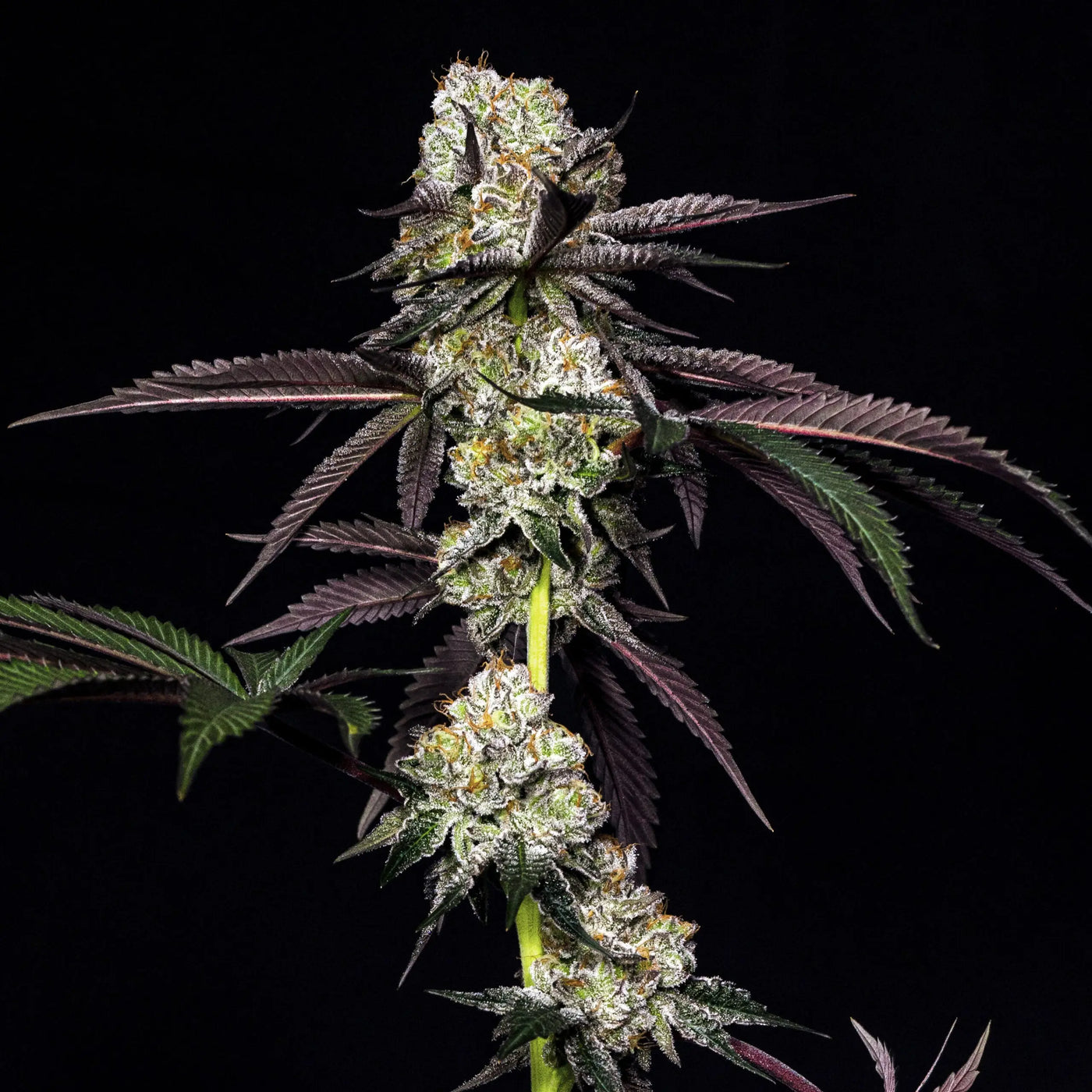Cap'n Kush Feminized Cannabis Seeds By Elev8 Seeds Elev8 Seeds