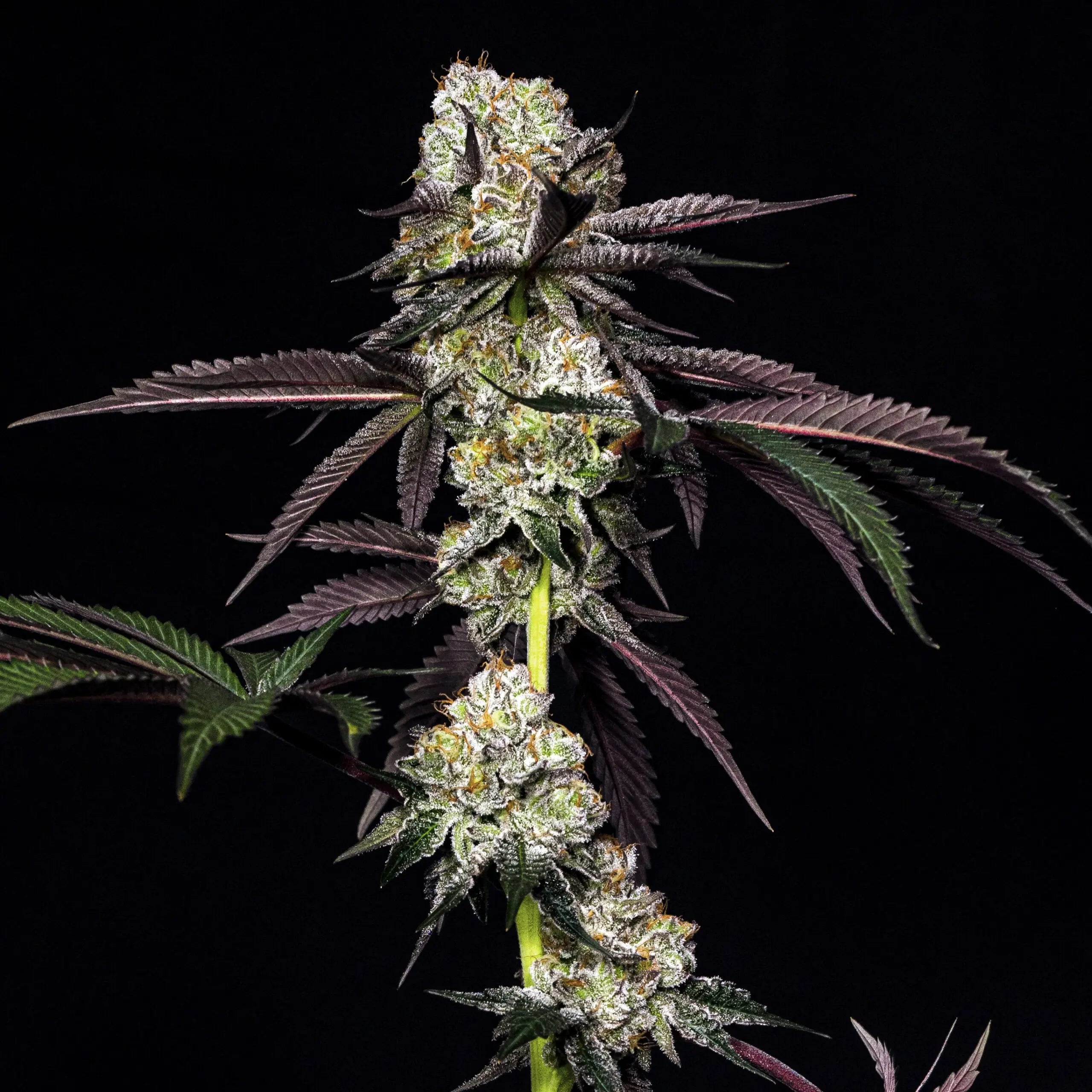 Cap'n Kush Feminized Cannabis Seeds By Elev8 Seeds Elev8 Seeds