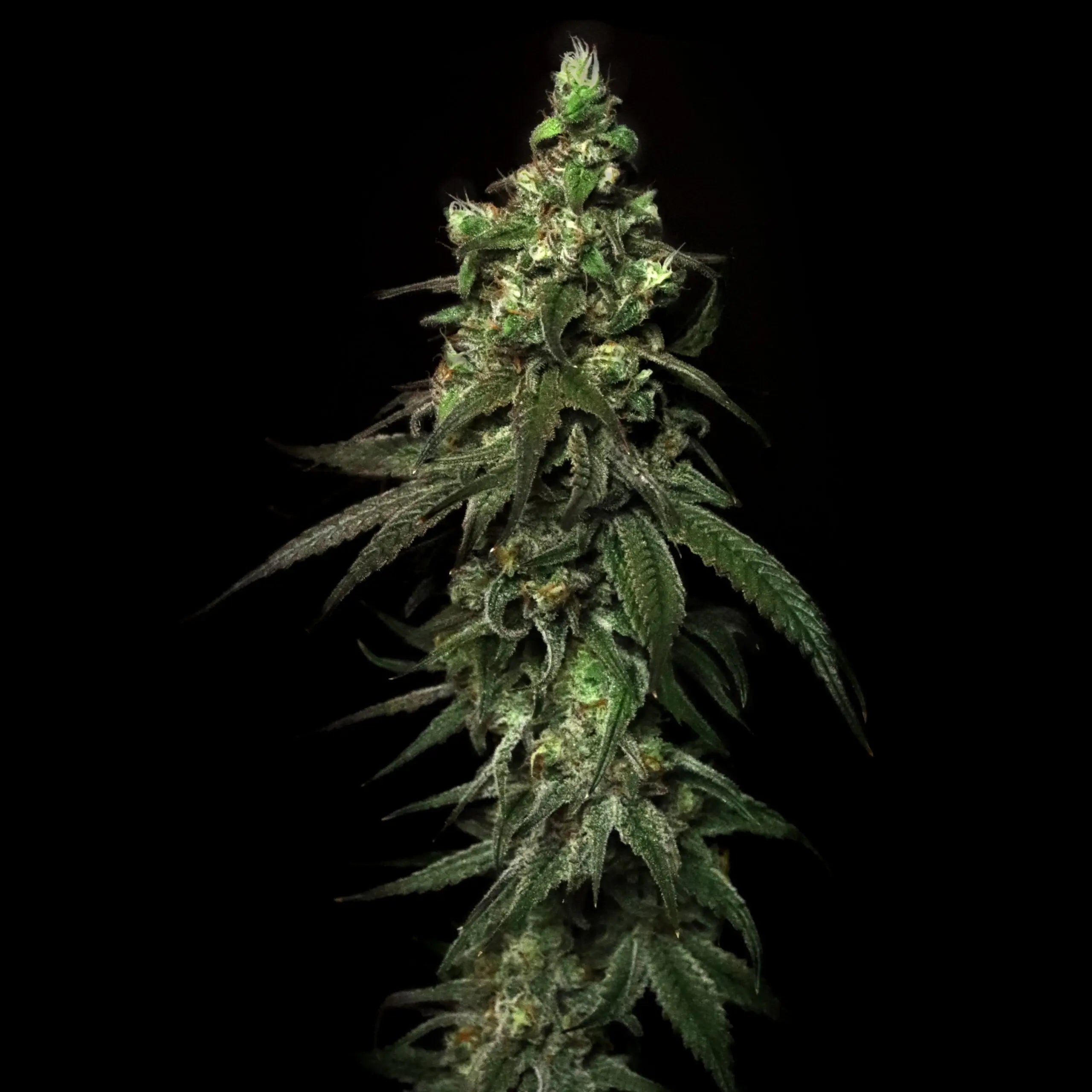 Elev8 Seeds Blitzed Feminized Cannabis Seeds, Pack of 6 Elev8 Seeds