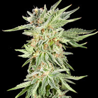 Elev8 Seeds Gelato Sundae Feminized Cannabis Seeds, Pack of 6 Elev8 Seeds