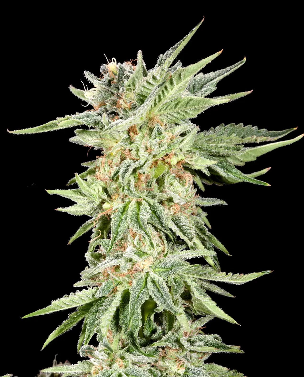 Elev8 Seeds Gelato Sundae Feminized Cannabis Seeds, Pack of 6 Elev8 Seeds