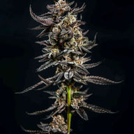 Elev8 Seeds Gelatomo Feminized Cannabis Seeds, Pack of 6 Elev8 Seeds