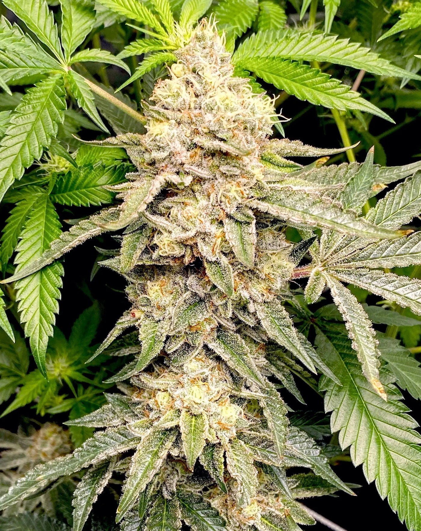 Elev8 Seeds Head Cake Feminized Cannabis Seeds, Pack of 6 Elev8 Seeds