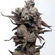 Elev8 Seeds Runtz S1 Feminized Cannabis Seeds, Pack of 6 Elev8 Seeds