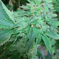 Elev8 Seeds Runtz S1 Feminized Cannabis Seeds, Pack of 6 Elev8 Seeds