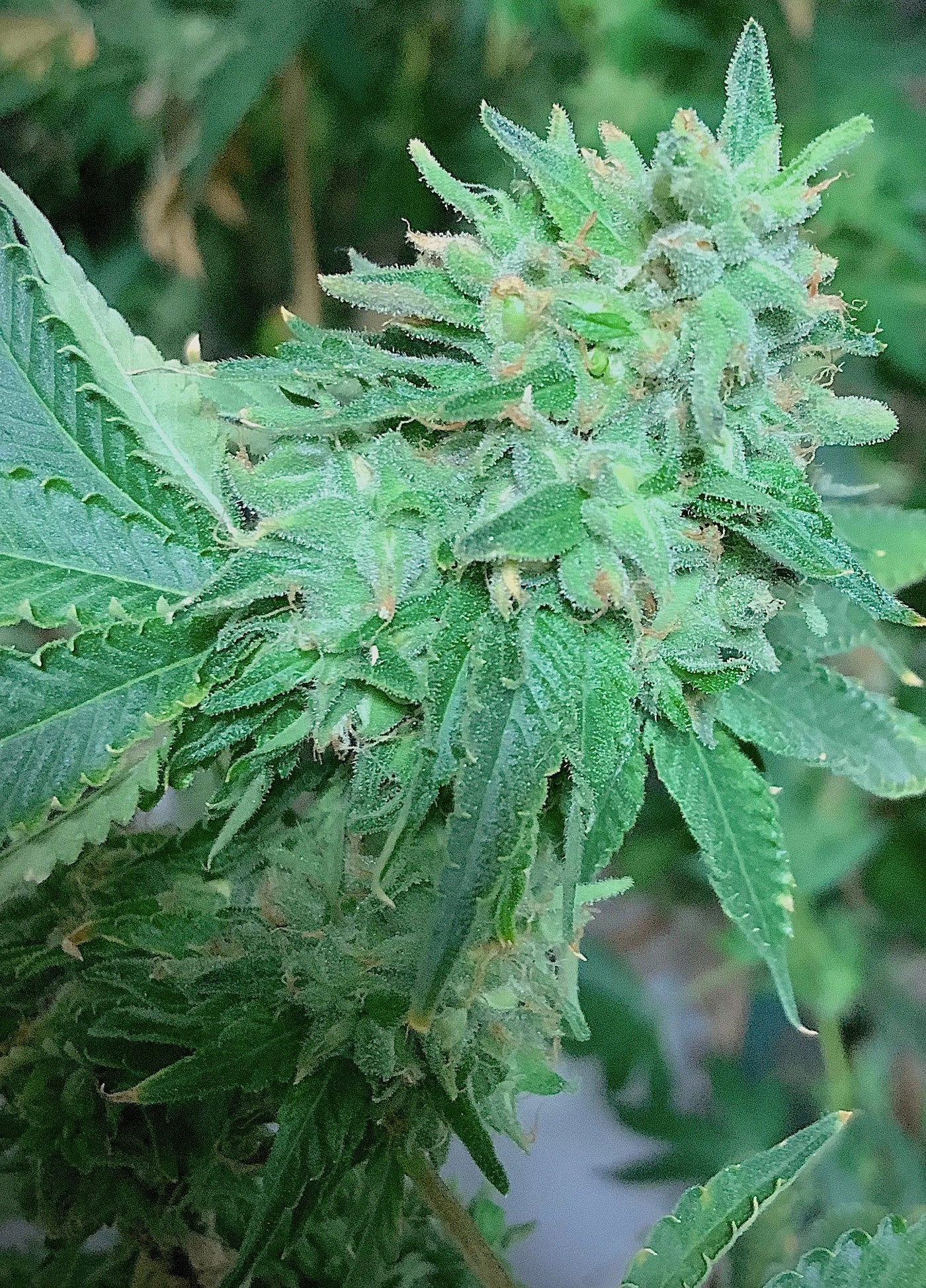 Elev8 Seeds Runtz S1 Feminized Cannabis Seeds, Pack of 6 Elev8 Seeds