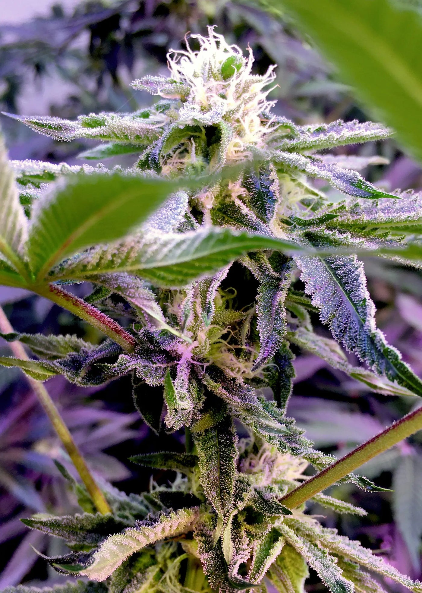 Elev8 Seeds Runtz S1 Feminized Cannabis Seeds, Pack of 6 Elev8 Seeds