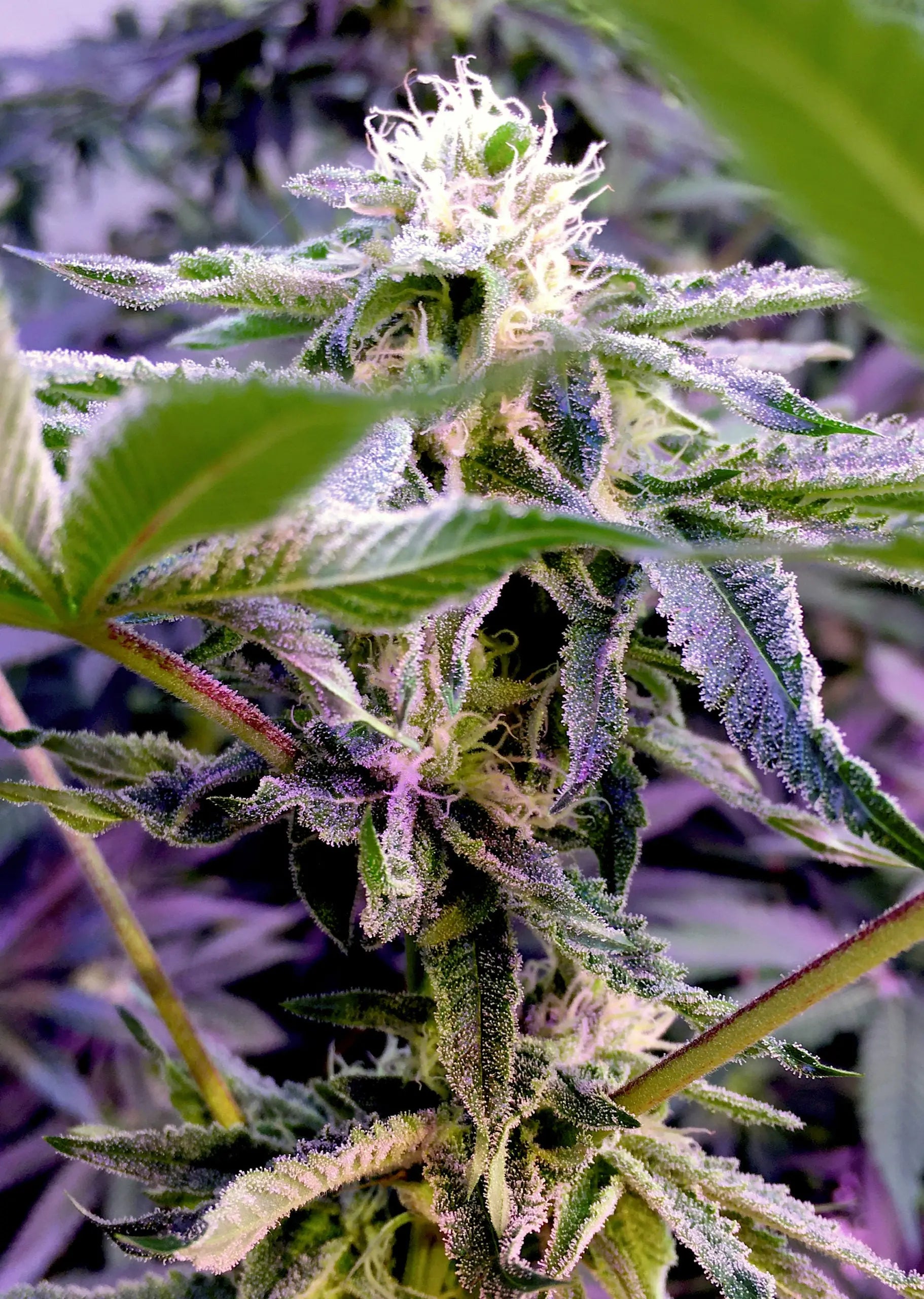 Elev8 Seeds Runtz S1 Feminized Cannabis Seeds, Pack of 6 Elev8 Seeds