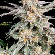 Elev8 Seeds Snoops Punch Feminized Cannabis Seeds, Pack of 6 Elev8 Seeds