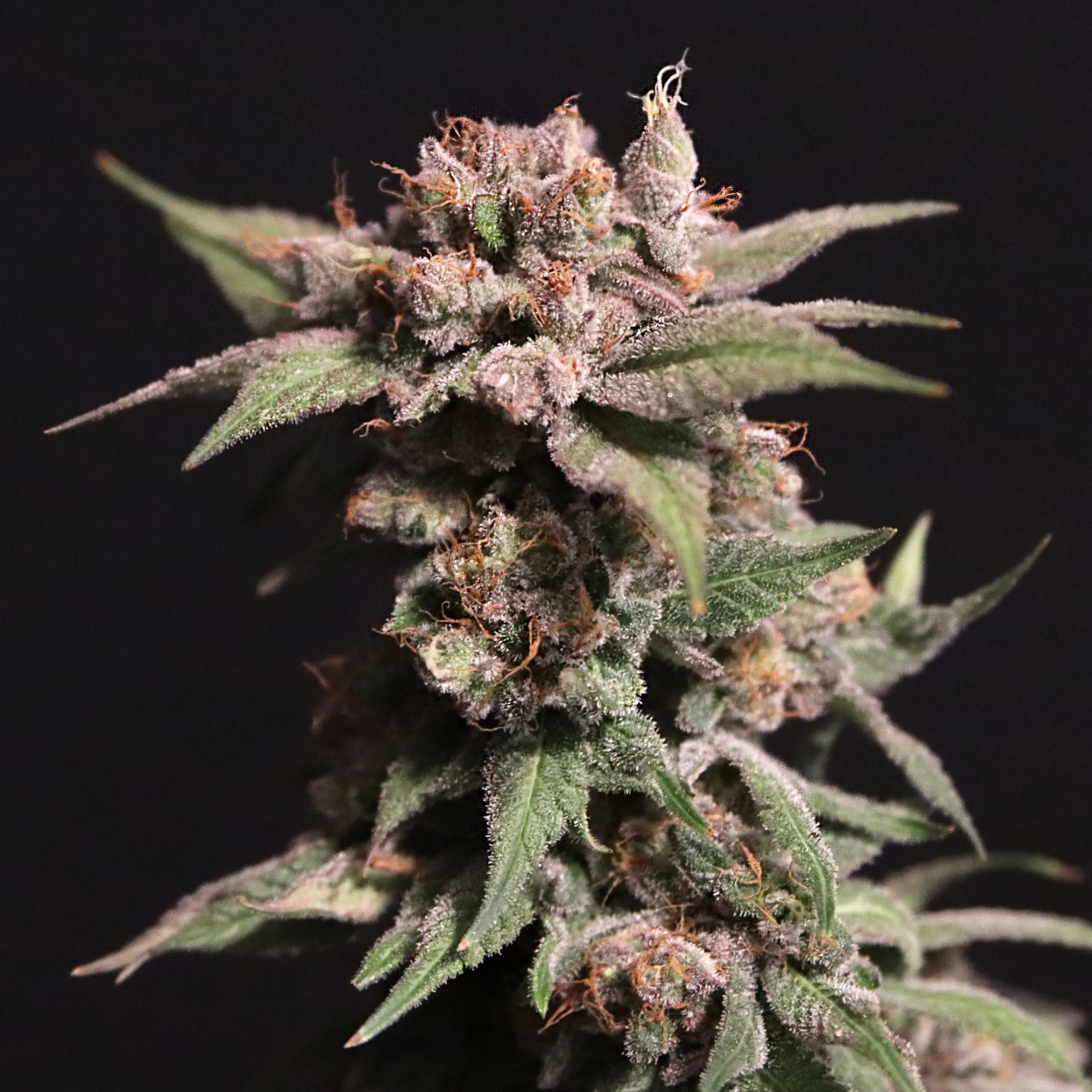 Elev8 Seeds Strawberry Sugar Feminized Cannabis Seeds, Pack of 6 Elev8 Seeds