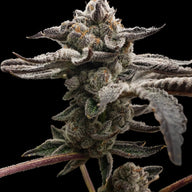 Elev8 Seeds Tangie Candie Feminized Cannabis Seeds, Pack of 6 Elev8 Seeds