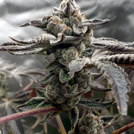 Elev8 Seeds Tangie Candie Feminized Cannabis Seeds, Pack of 6 Elev8 Seeds