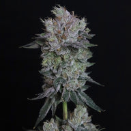 Elev8 Seeds Tiki Tom Feminized Cannabis Seeds, Pack of 6 Elev8 Seeds