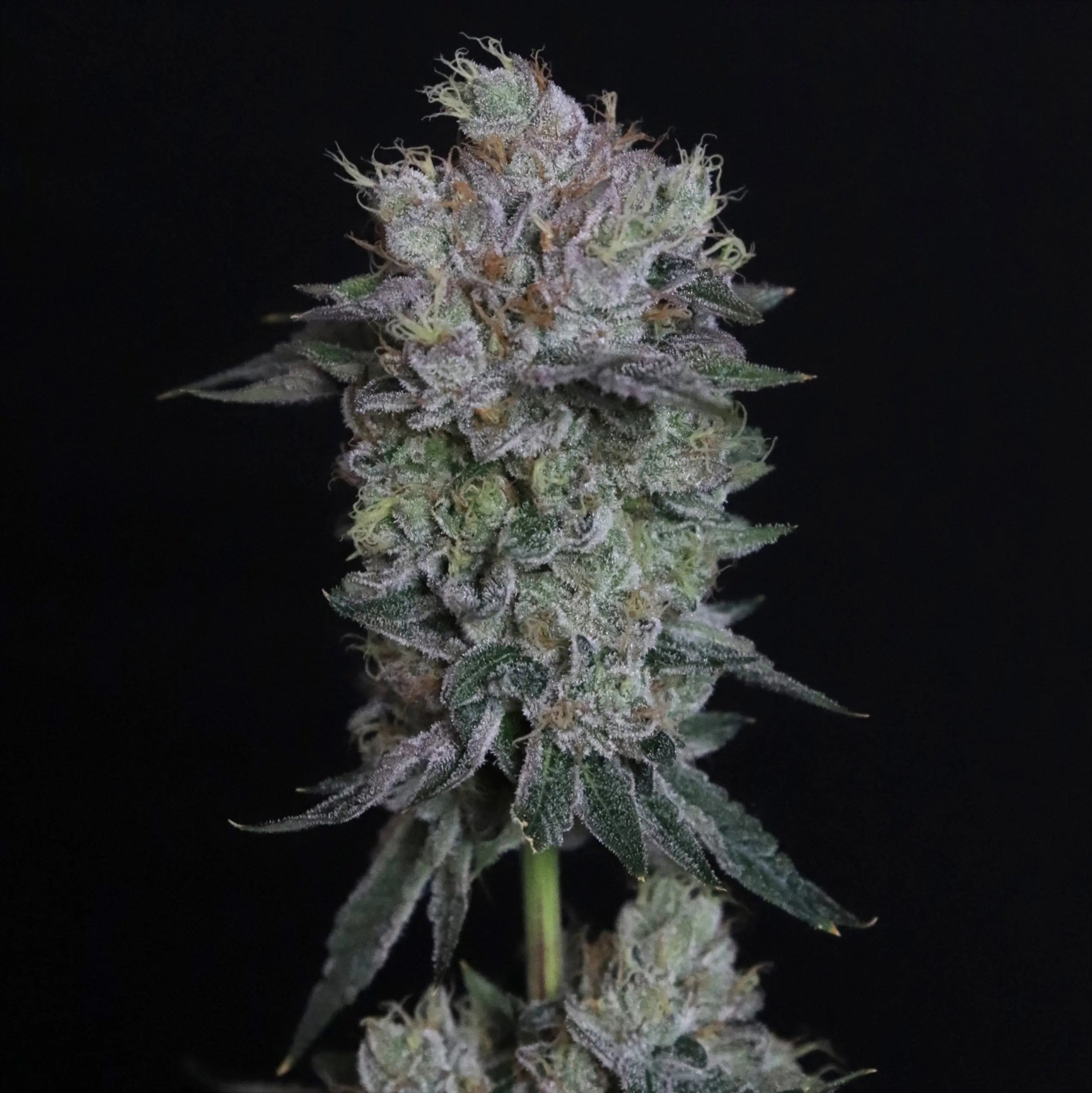 Elev8 Seeds Tiki Tom Feminized Cannabis Seeds, Pack of 6 Elev8 Seeds