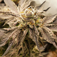 Elev8 Seeds Tiki Tom Feminized Cannabis Seeds, Pack of 6 Elev8 Seeds