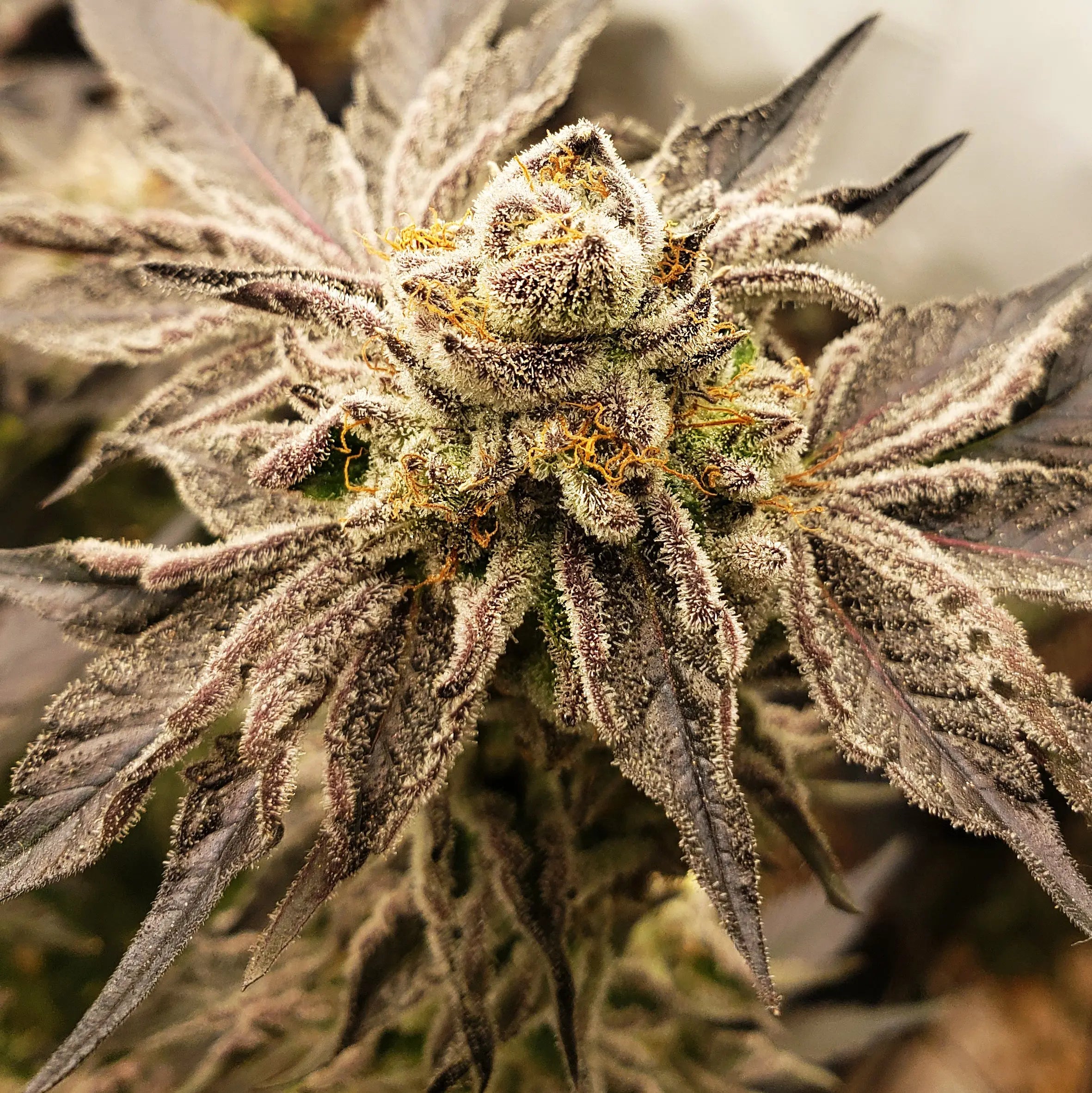 Elev8 Seeds Tiki Tom Feminized Cannabis Seeds, Pack of 6 Elev8 Seeds