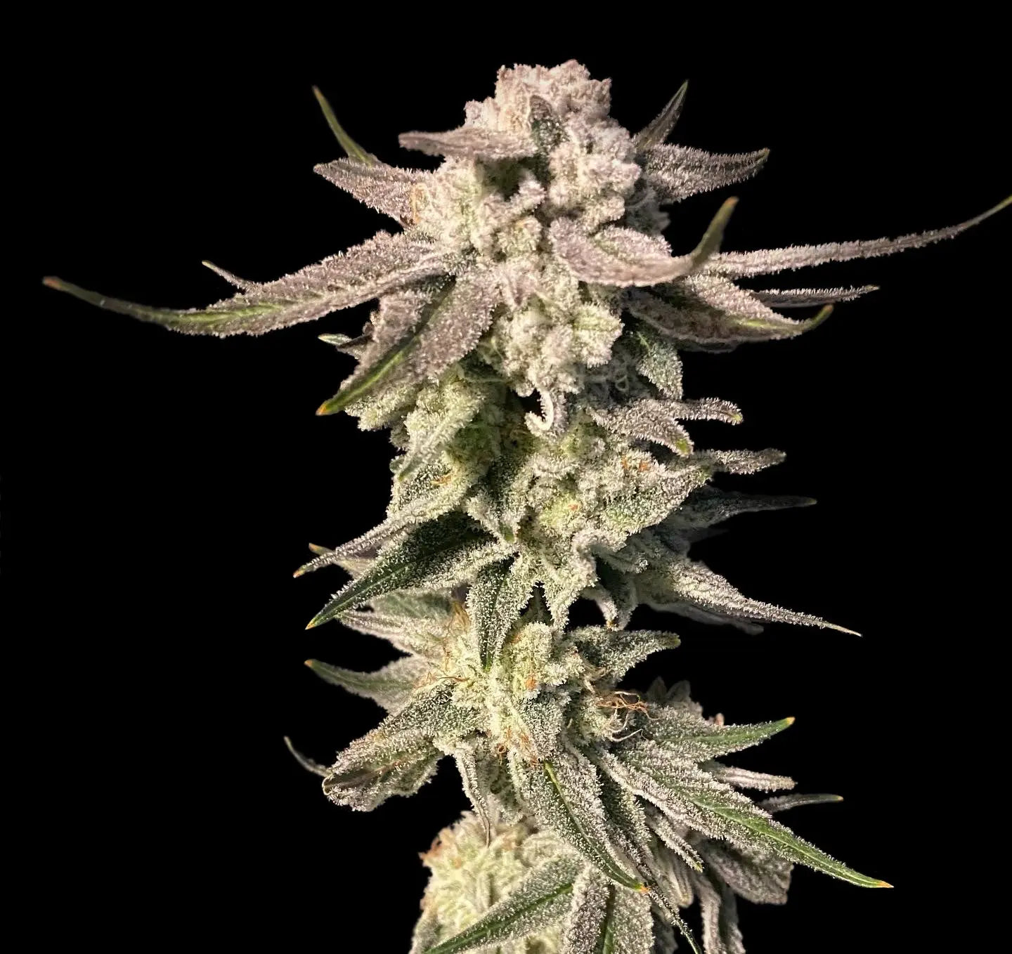 Elev8 Seeds White Blizzard Feminized Cannabis Seeds, Pack of 6 Elev8 Seeds