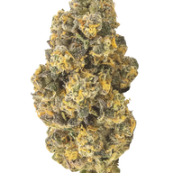 Frosty Bananas Feminized Cannabis Seeds By Elev8 Seeds Elev8 Seeds