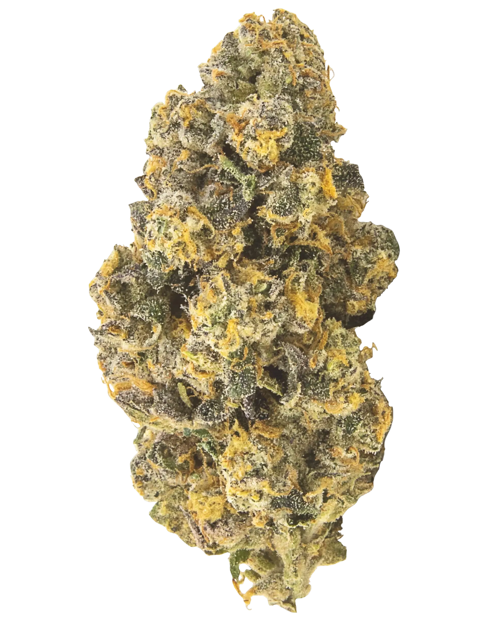 Frosty Bananas Feminized Cannabis Seeds By Elev8 Seeds Elev8 Seeds