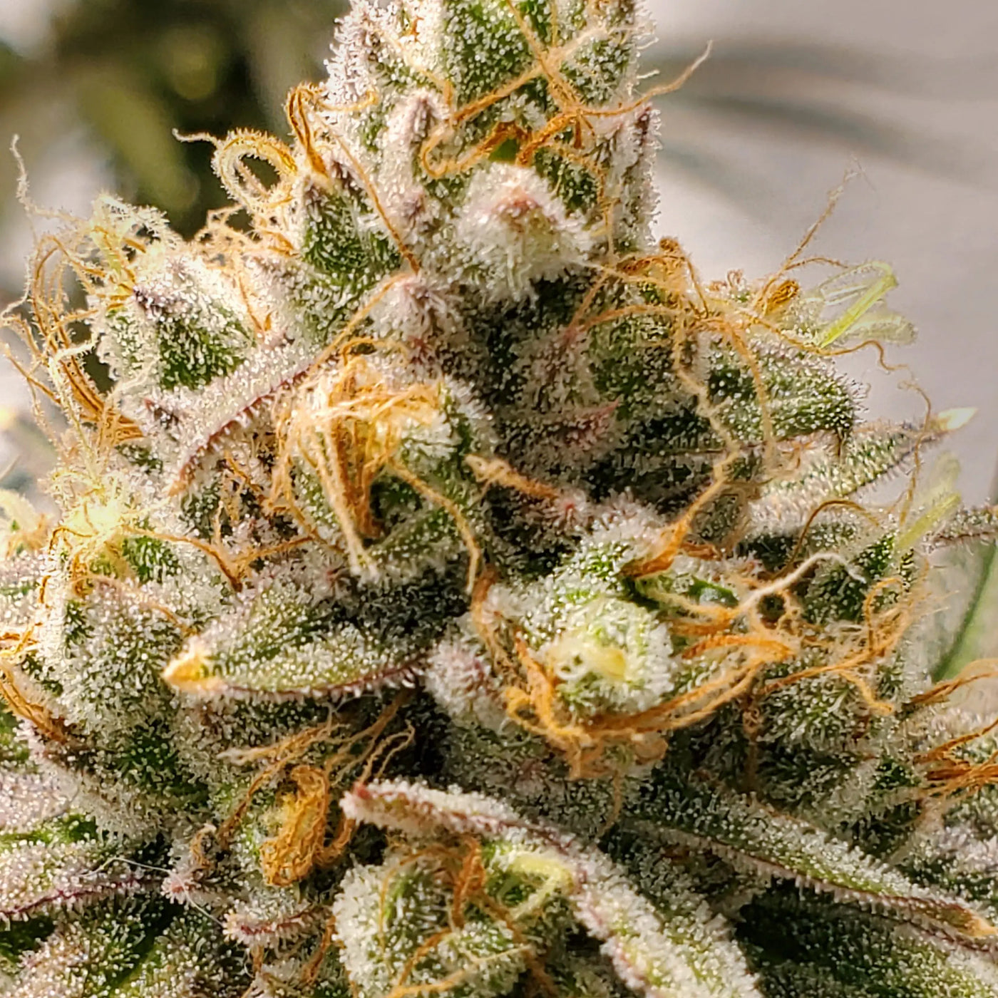 Frosty Melons Feminized Cannabis Seeds By Elev8 Seeds Elev8 Seeds