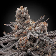 Frosty Melons Feminized Cannabis Seeds By Elev8 Seeds Elev8 Seeds