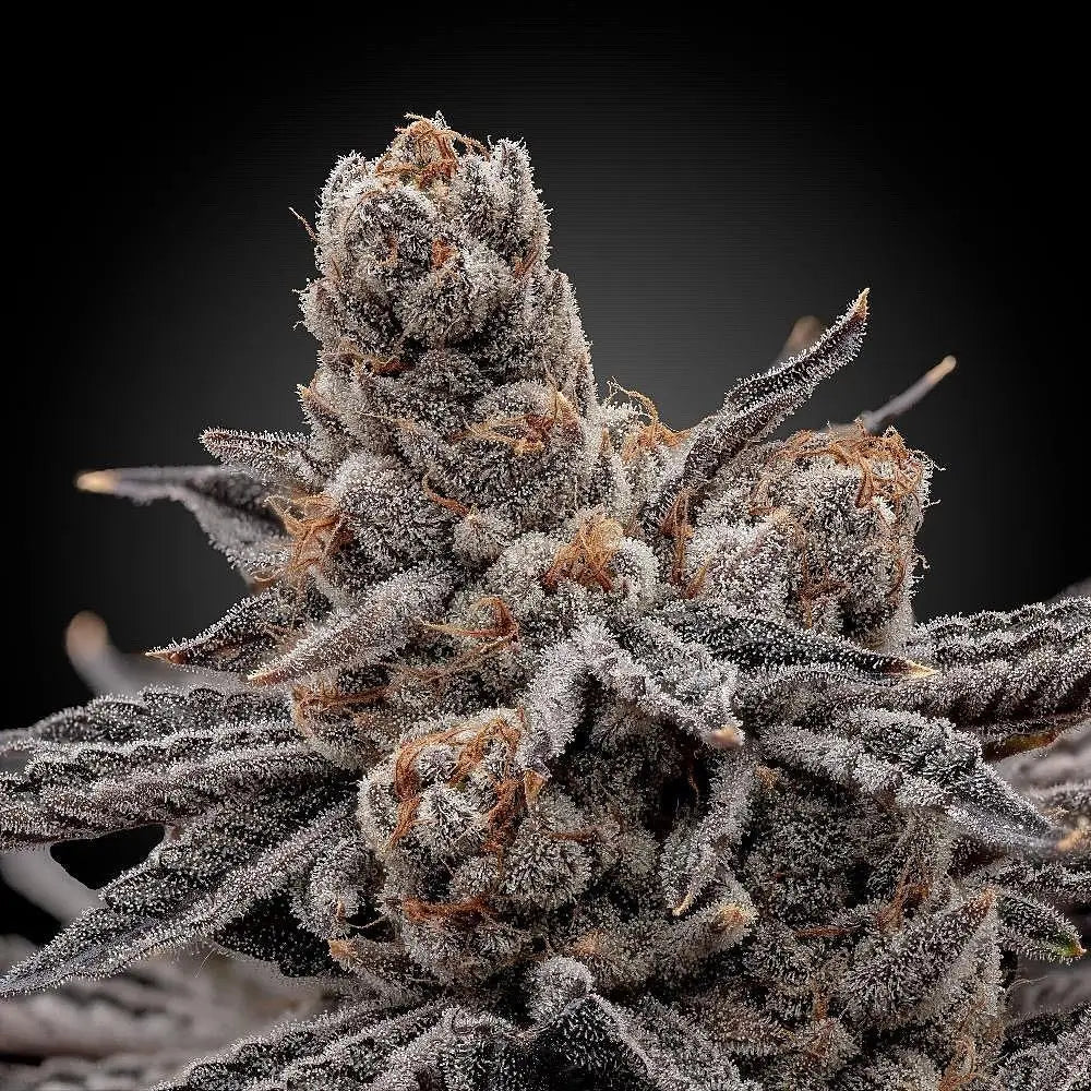 Frosty Melons Feminized Cannabis Seeds By Elev8 Seeds Elev8 Seeds