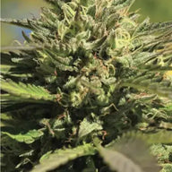OG Kush Feminized Cannabis Seeds By Humboldt Seed Company Humboldt Seed Company