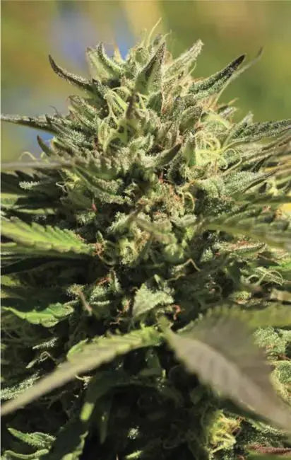 OG Kush Feminized Cannabis Seeds By Humboldt Seed Company Humboldt Seed Company