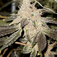 Gelato Sundae Feminized Cannabis Seeds By Elev8 Seeds Elev8 Seeds