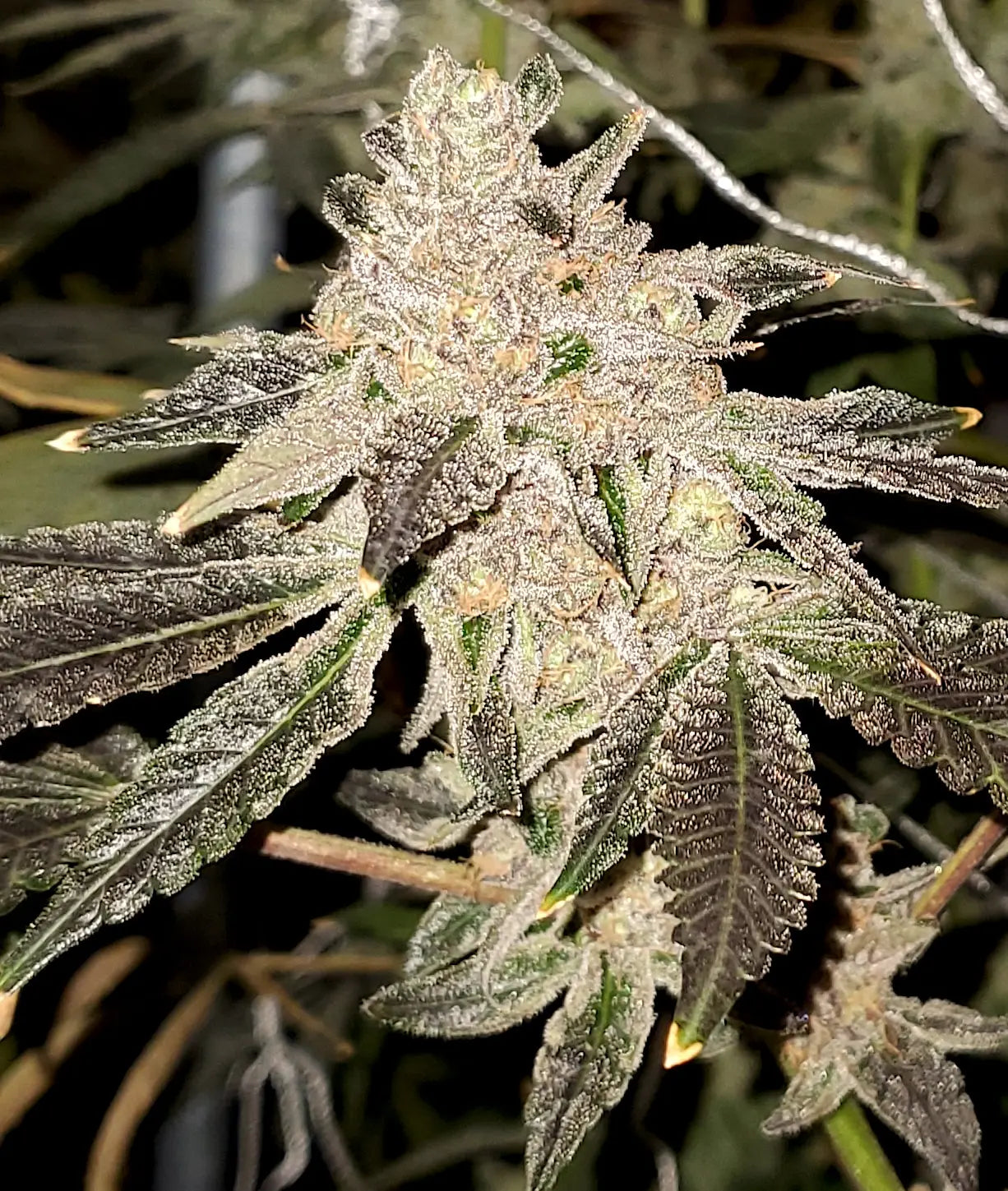 Gelato Sundae Feminized Cannabis Seeds By Elev8 Seeds Elev8 Seeds