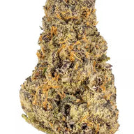 Gelato Sundae Feminized Cannabis Seeds By Elev8 Seeds Elev8 Seeds