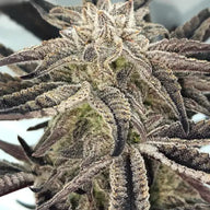 Gelatomo Feminized Cannabis Seeds By Elev8 Seeds Elev8 Seeds