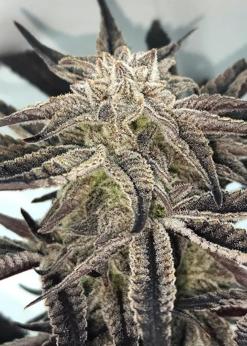 Gelatomo Feminized Cannabis Seeds By Elev8 Seeds Elev8 Seeds