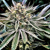 Gelatomo Feminized Cannabis Seeds By Elev8 Seeds Elev8 Seeds
