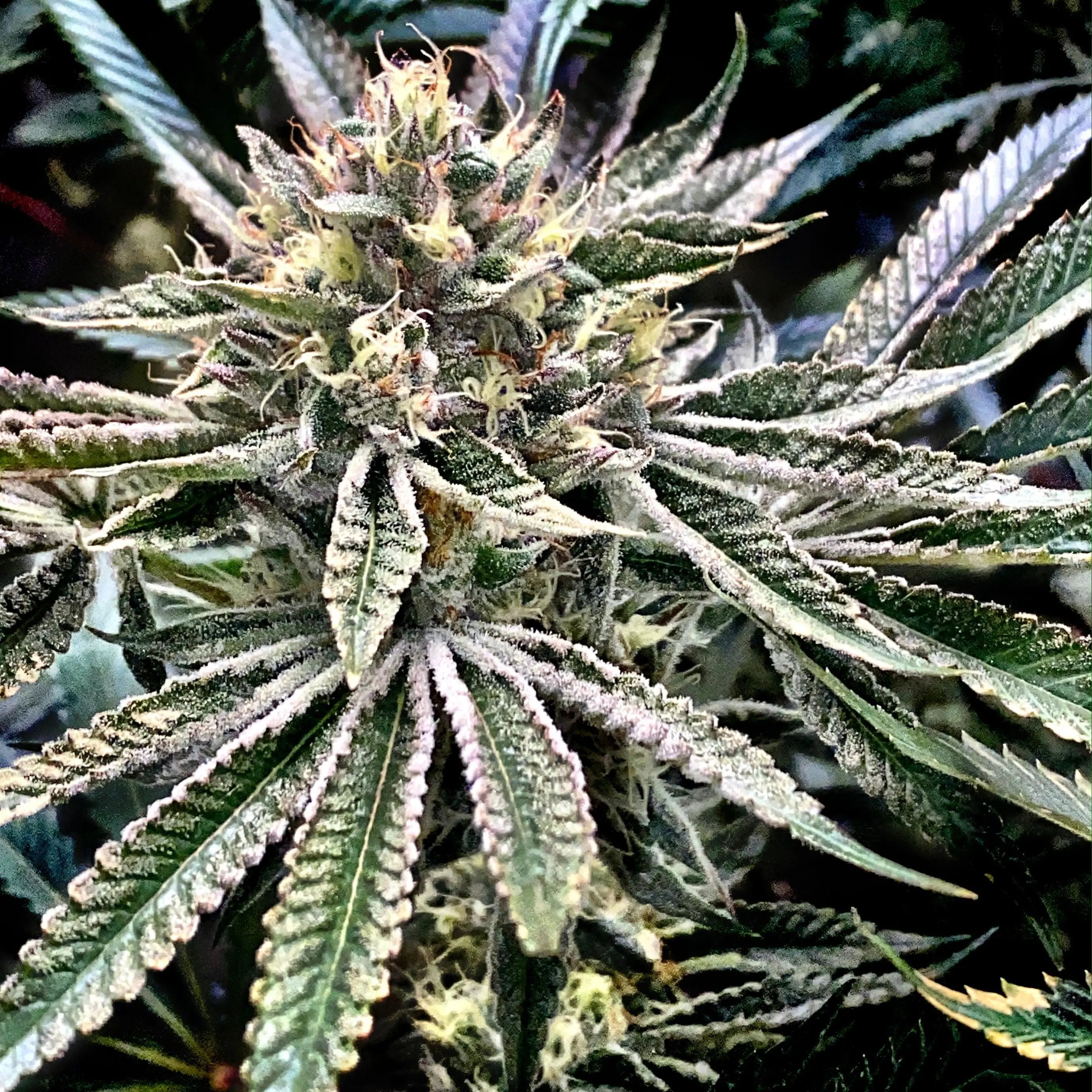 Gelatomo Feminized Cannabis Seeds By Elev8 Seeds Elev8 Seeds