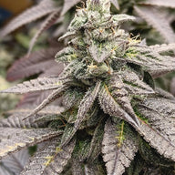 High Wired Feminized Cannabis Seeds By Elev8 Seeds Elev8 Seeds