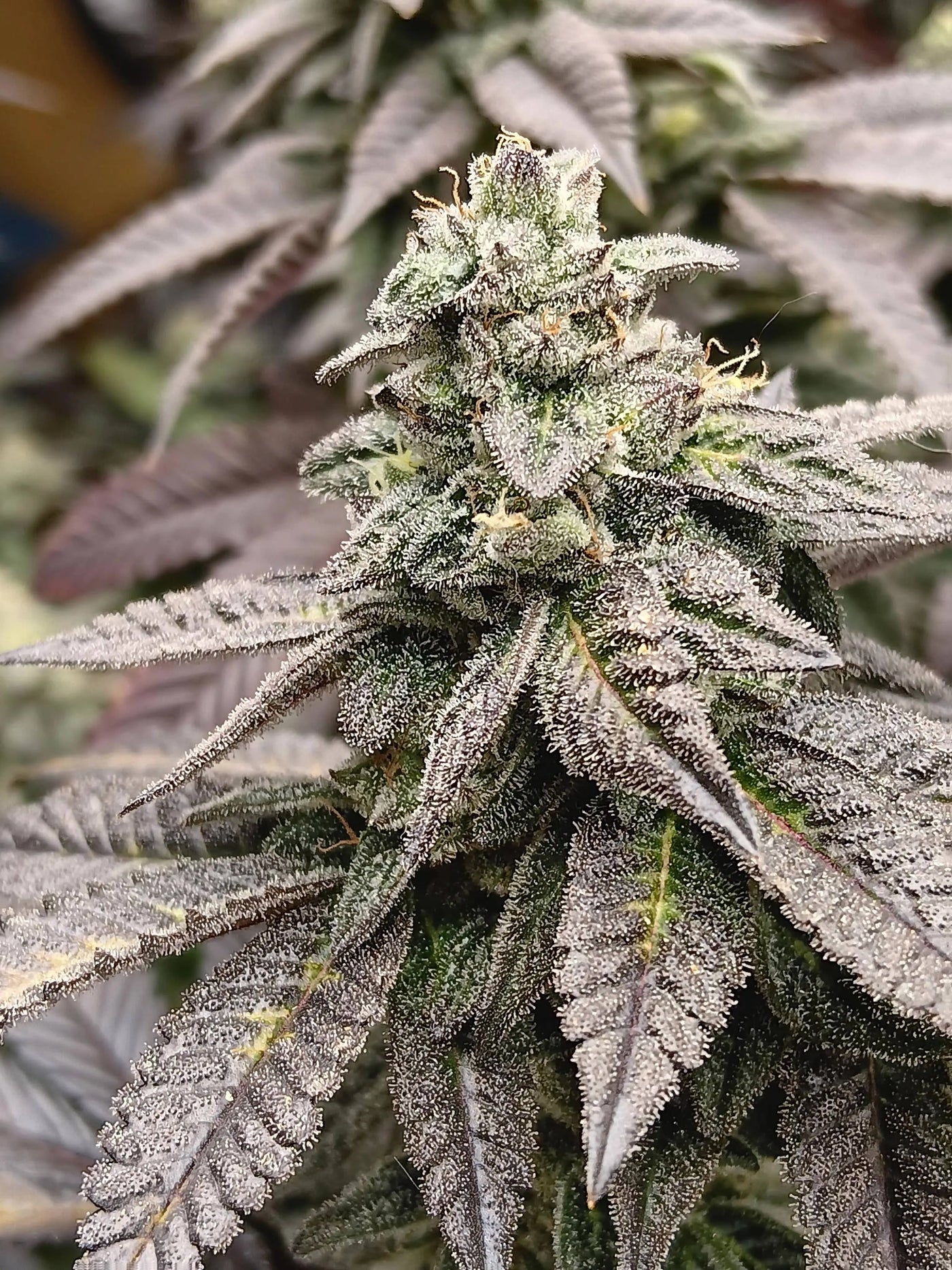 High Wired Feminized Cannabis Seeds By Elev8 Seeds Elev8 Seeds