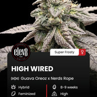 High Wired Feminized Cannabis Seeds By Elev8 Seeds Elev8 Seeds