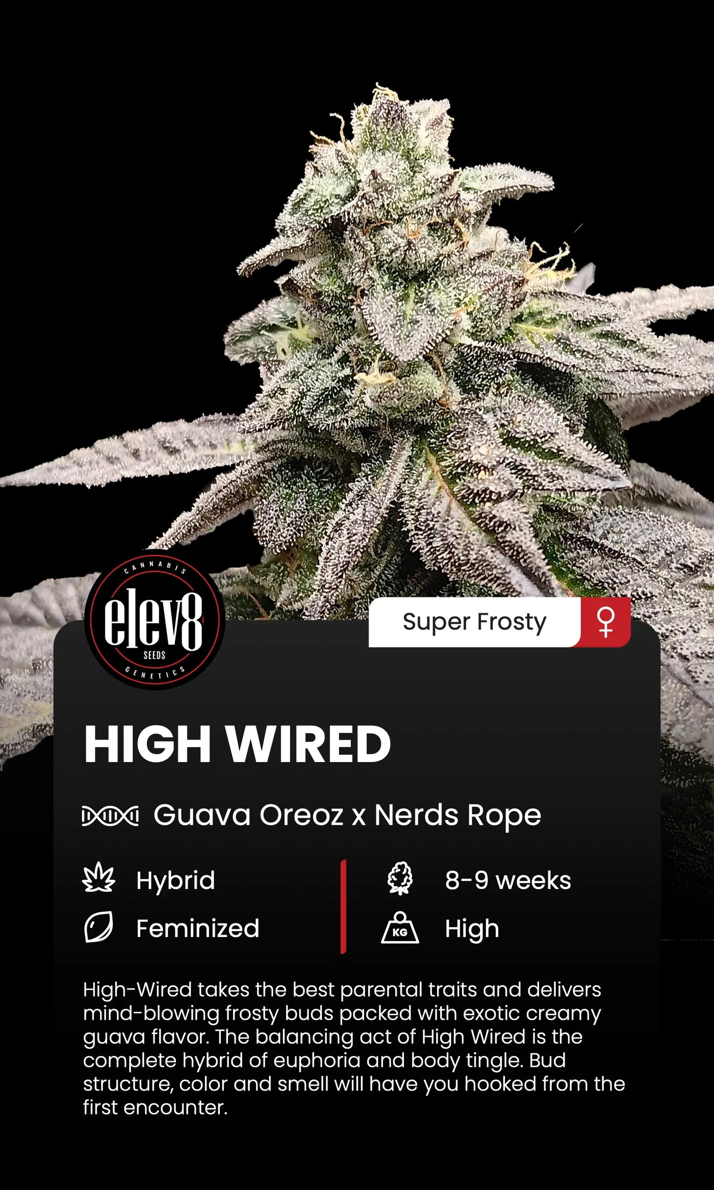 High Wired Feminized Cannabis Seeds By Elev8 Seeds Elev8 Seeds