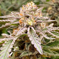 Island Apples Feminized Cannabis Seeds By Elev8 Seeds Elev8 Seeds