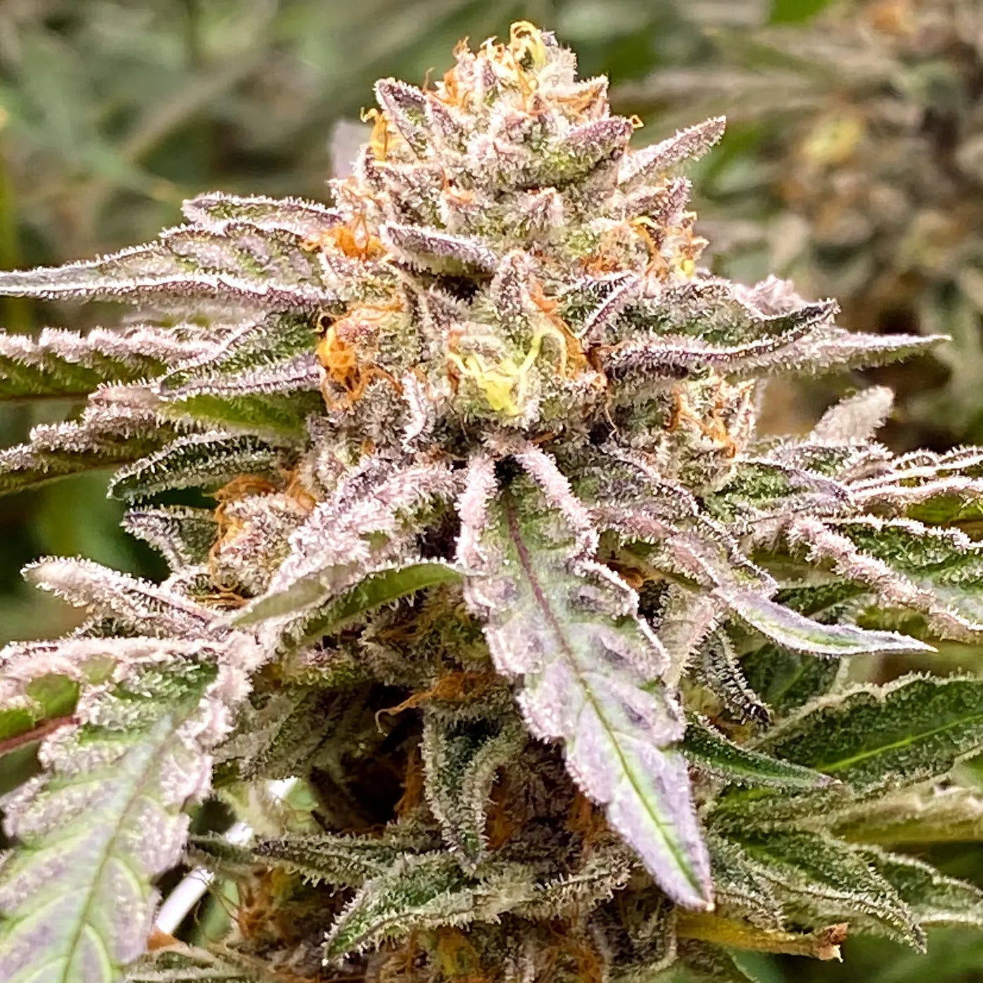 Island Apples Feminized Cannabis Seeds By Elev8 Seeds Elev8 Seeds