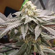 Jedi Juice Feminized Cannabis Seeds By Elev8 Seeds Elev8 Seeds
