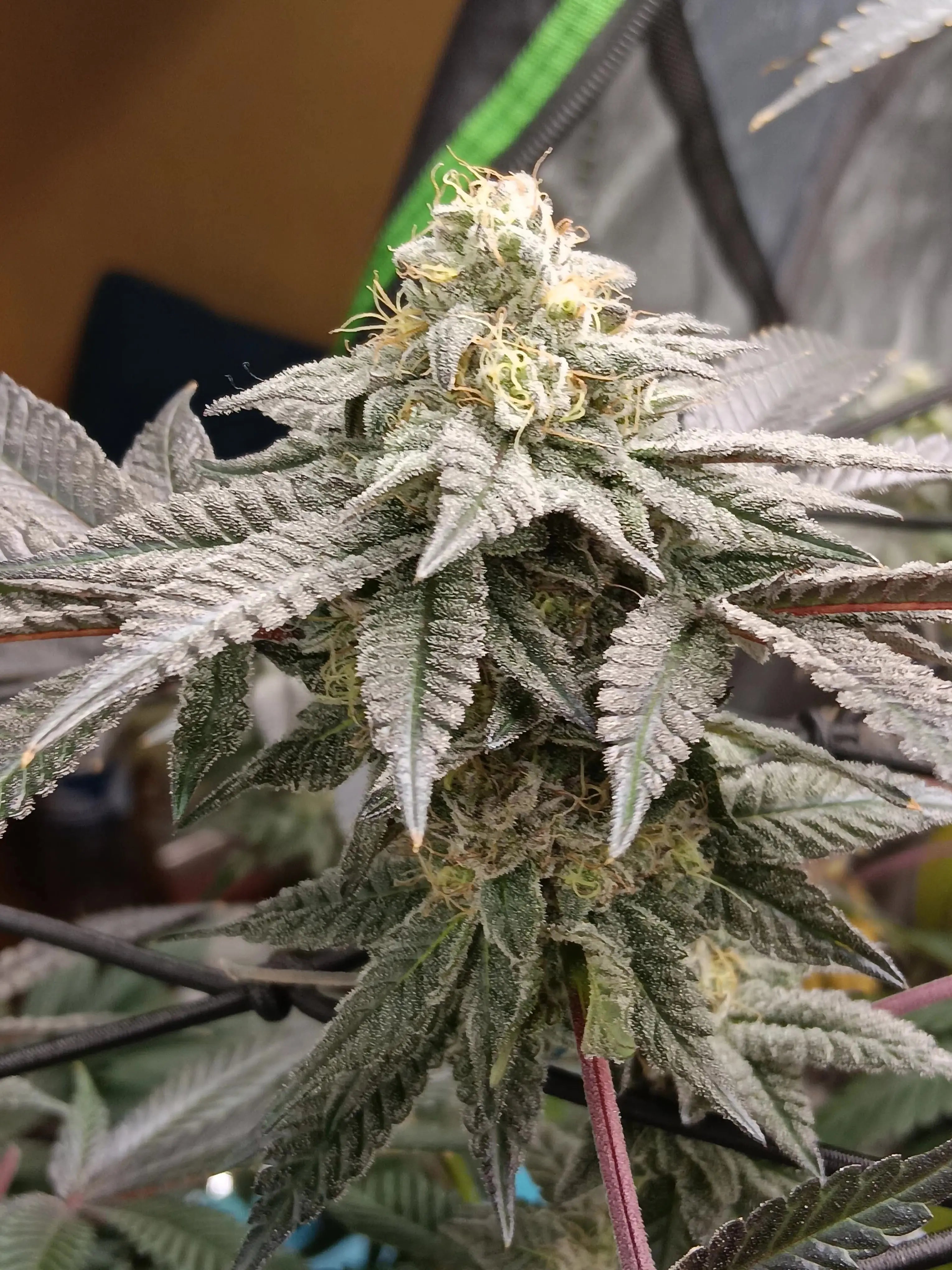 Jedi Juice Feminized Cannabis Seeds By Elev8 Seeds Elev8 Seeds